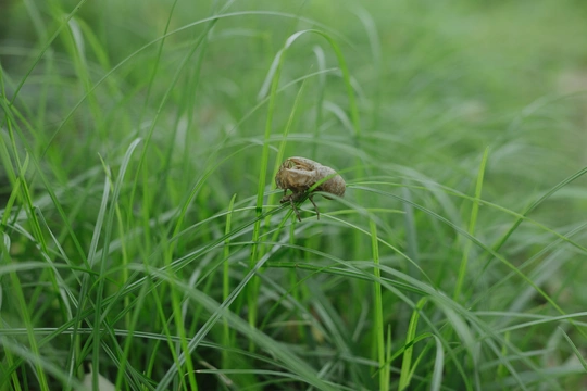 草丛中一个小蘑菇