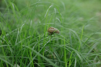 草丛中一个小蘑菇