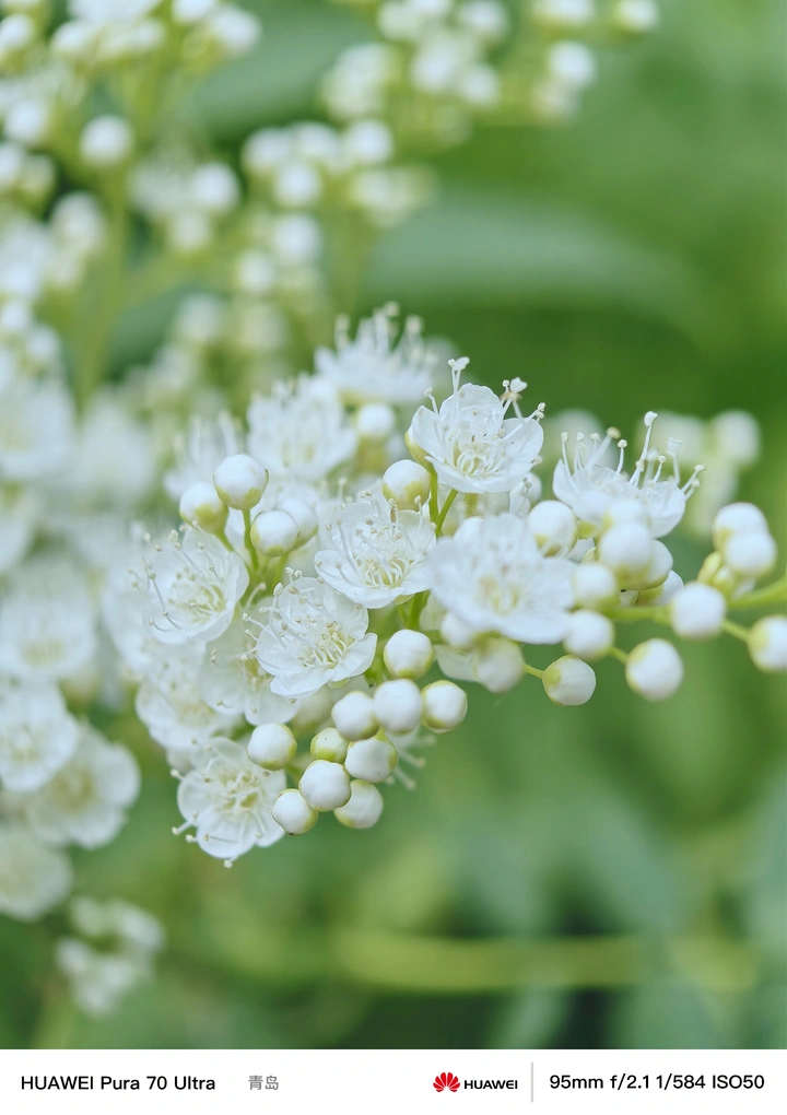 芬芳