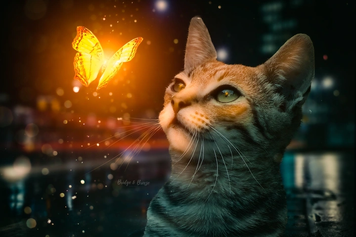 幻境之蝶