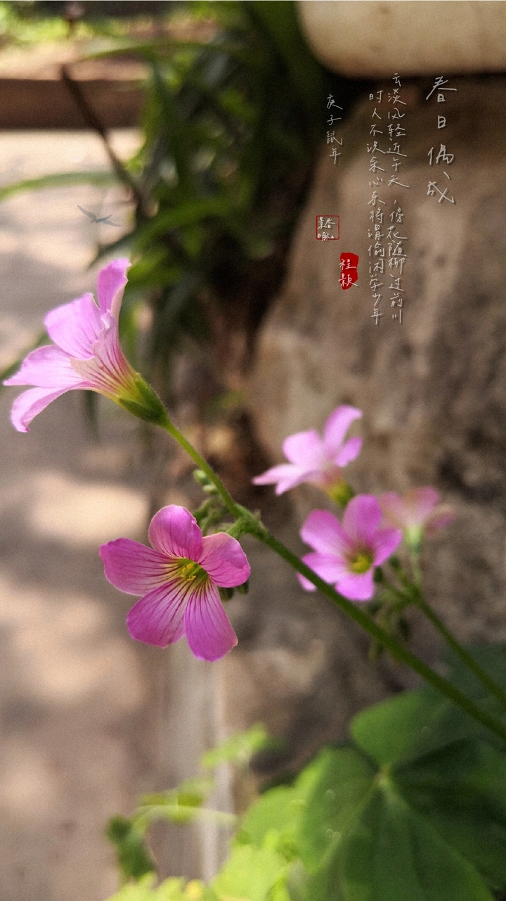春日偶成