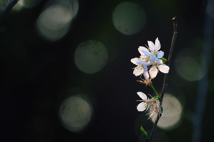 春暖花开