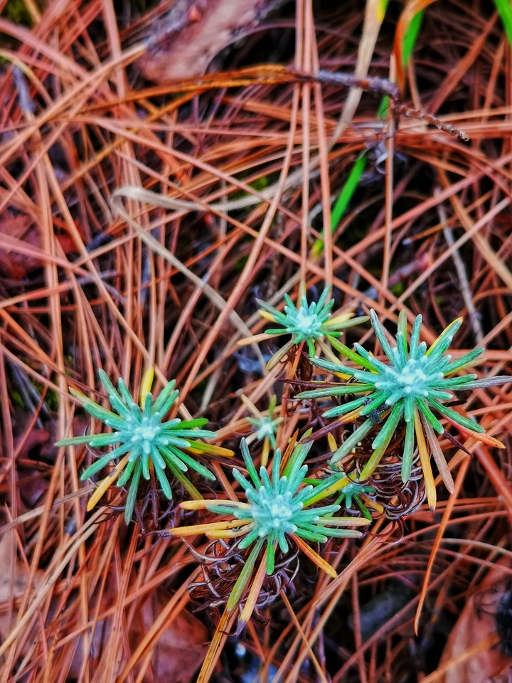 深山·里