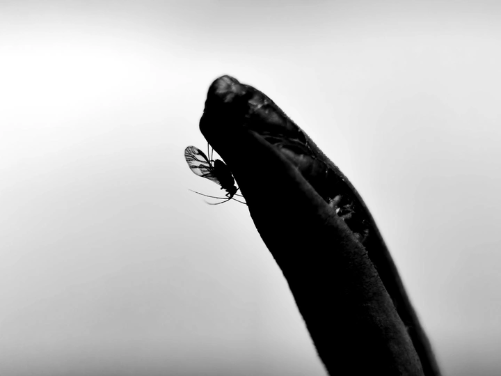 小虫儿