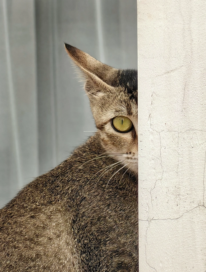 害羞的猫