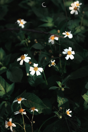 白花地里的一些野雏菊