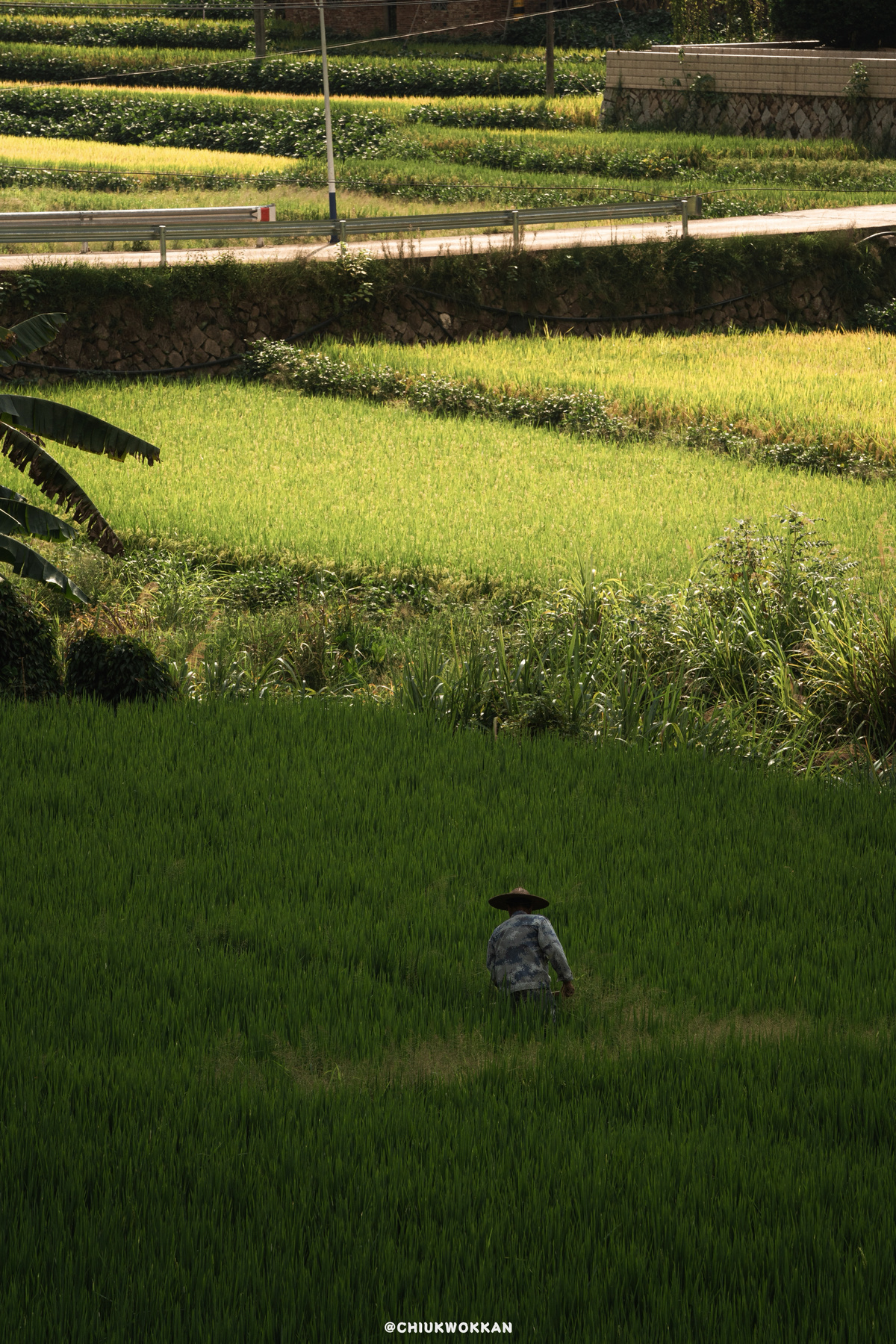 一个男人穿过一片绿色的稻田