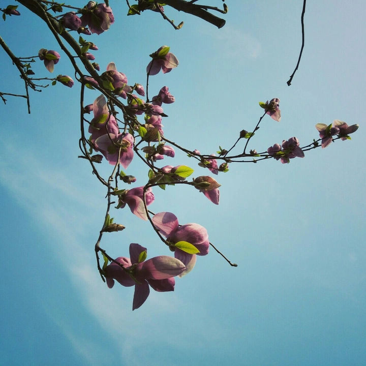 王兰花