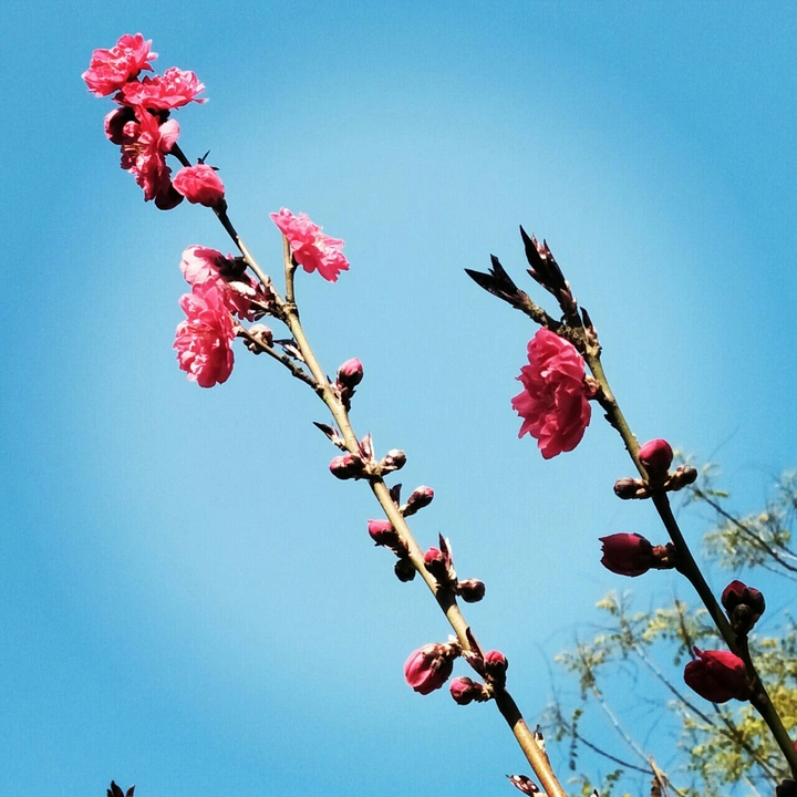 梅花