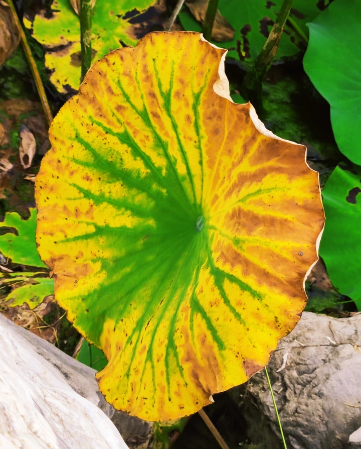 水中伞