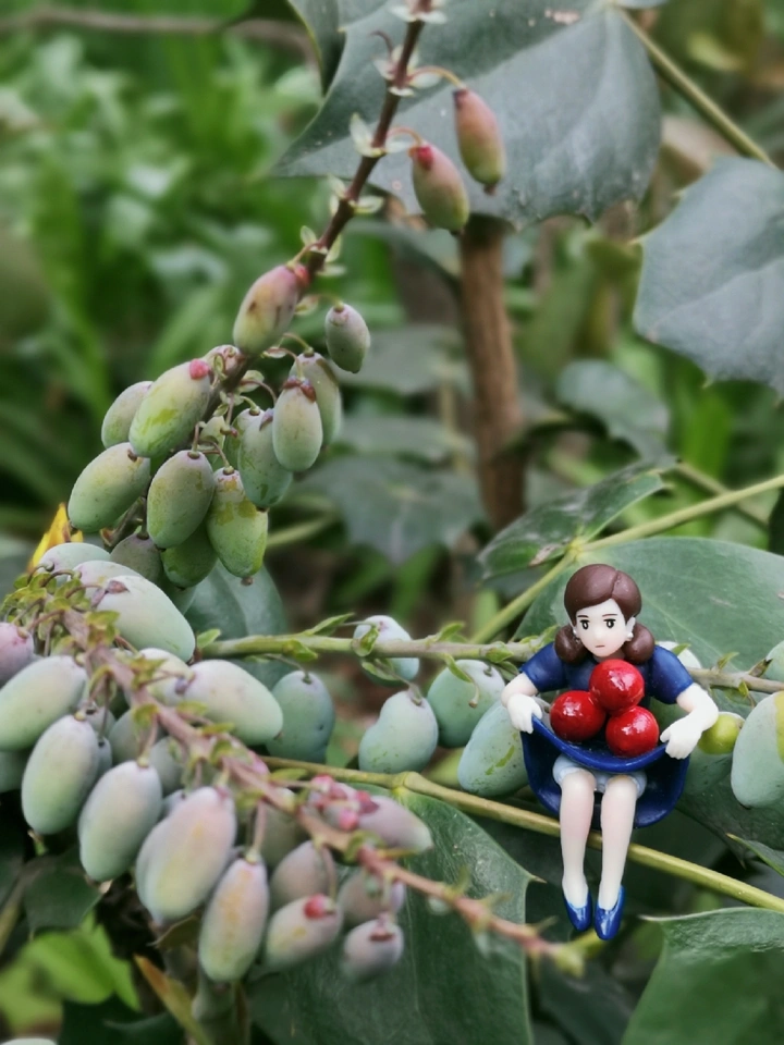 盛夏的果实