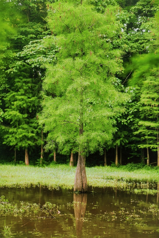 沼泽或河流中 一棵绿树立在水体中央