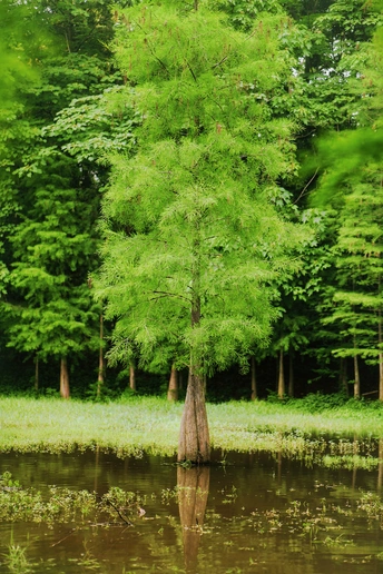 沼泽或河流中 一棵绿树立在水体中央
