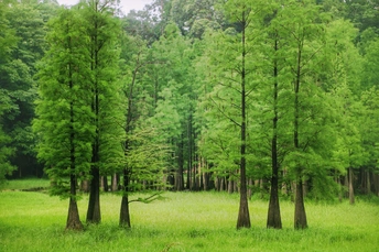 一片绿树成荫的田野
