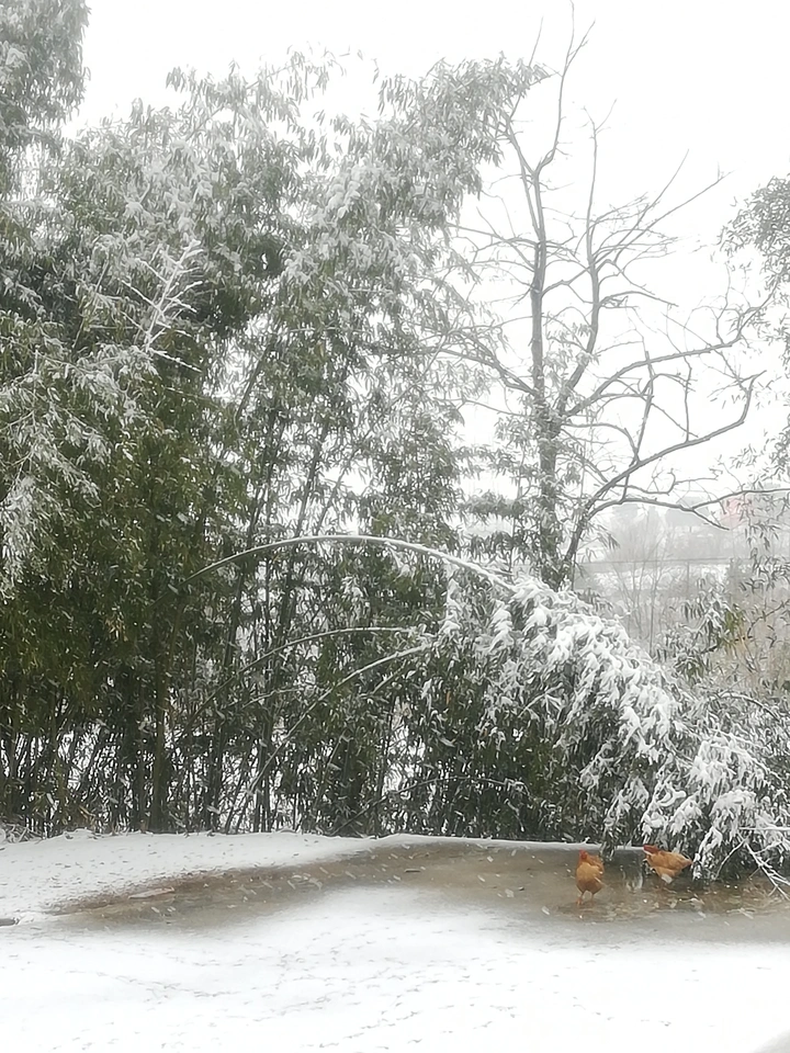初春雪景