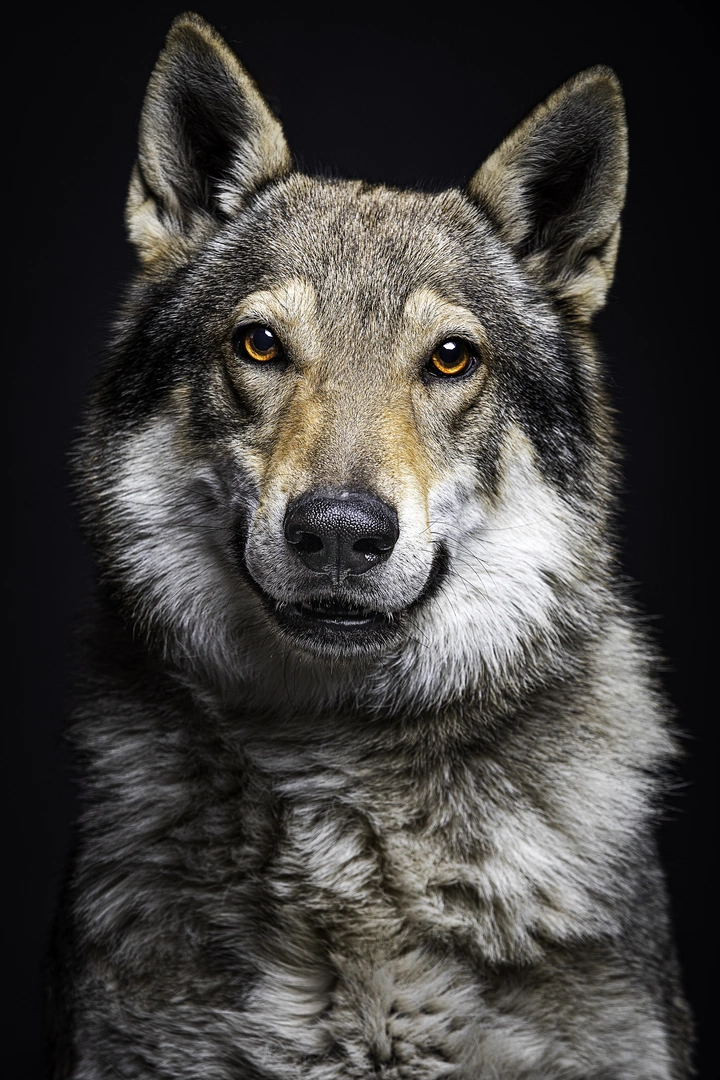 捷克狼犬肖像