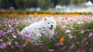 一只坐在花丛中的白色狗