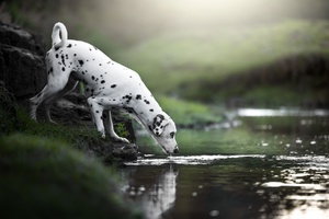 一只黑白相间的狗在小型池塘喝水。