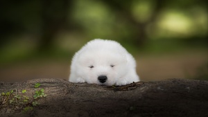 一只白色的幼犬在森林中的岩石上
