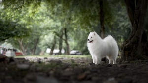 一只白色狗在公园里散步