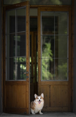 一只棕色和白色的狗坐在房子的外面