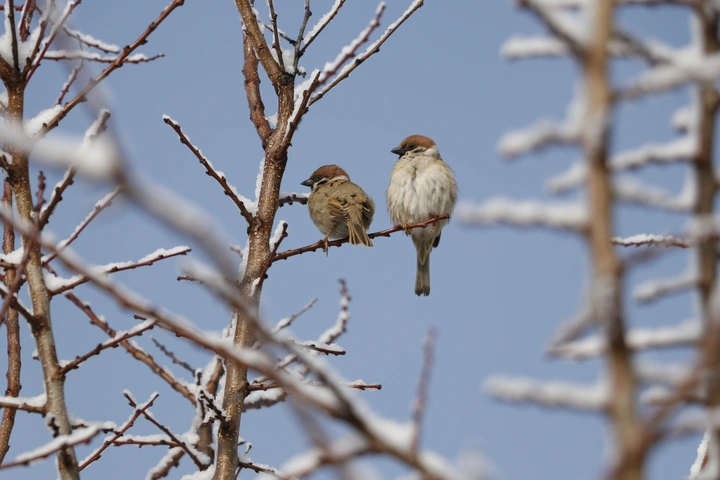 麻雀🐦