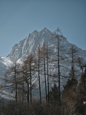 前景中有高大的树木 一片白雪皑皑的山脉
