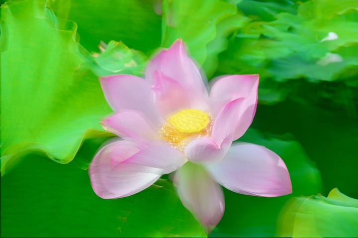 摇拍荷花