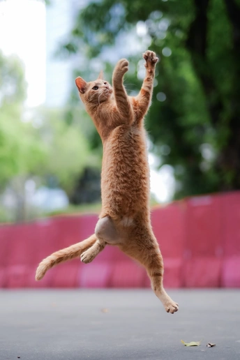 一只橙色斑纹的猫在空中跳跃