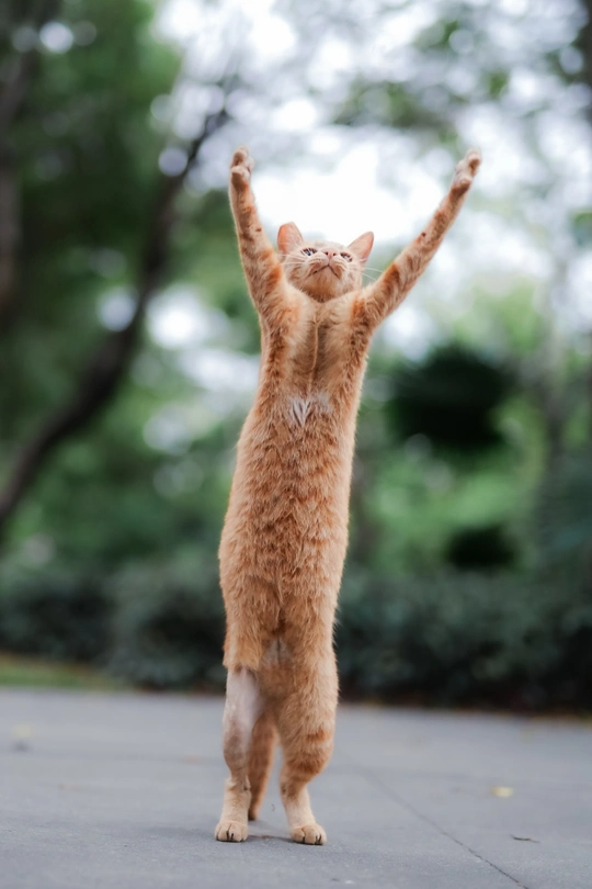 一只橙色猫站在它的后腿上