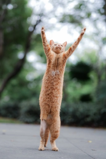 一只橙色猫站在它的后腿上