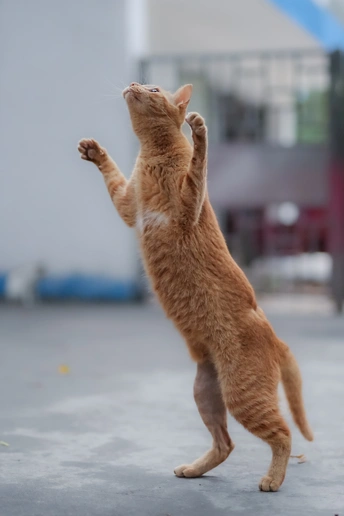 一只橙色猫站在它的后腿上