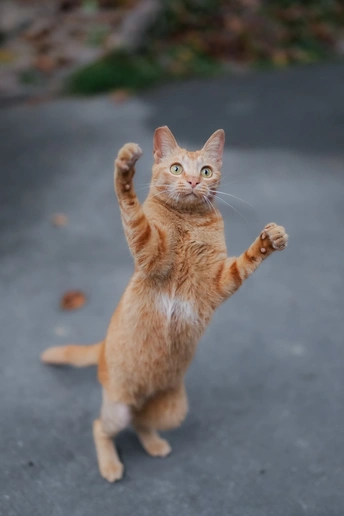 一只橙色斑纹的猫在用后腿跳跃