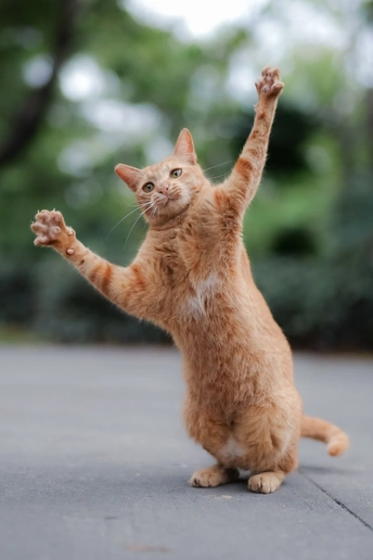 一只橙色斑纹的猫在用后腿跳跃