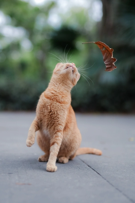 一只橙色猫试图捕捉一只蝴蝶