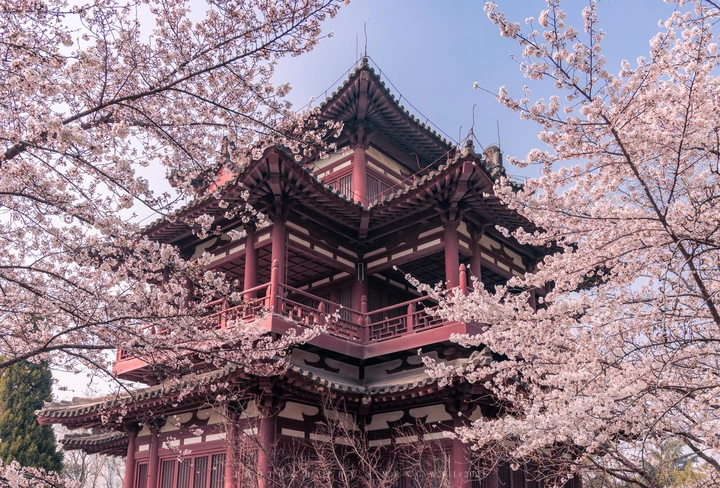 青龙寺盛开的樱花