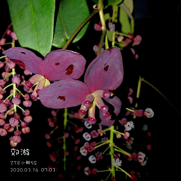 八月瓜花