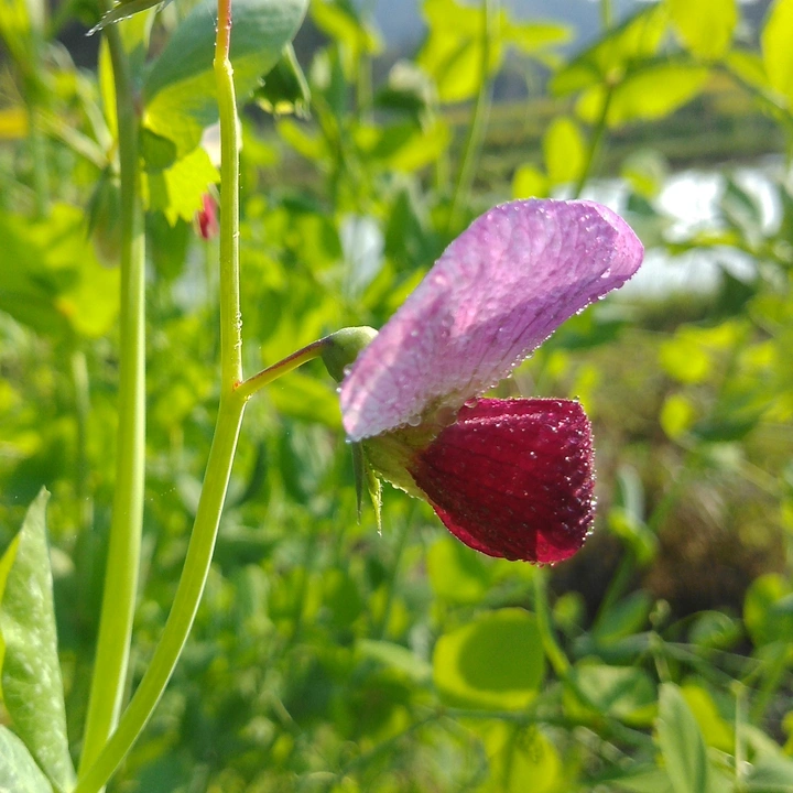 红色豌豆花