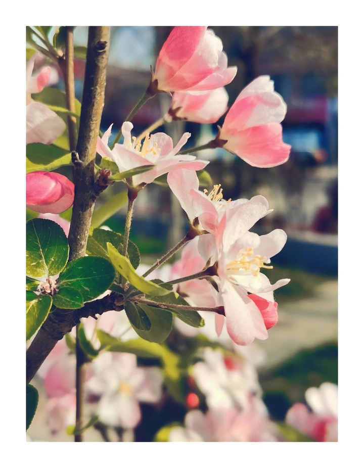 🌸