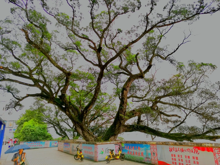 于都县的大榕树