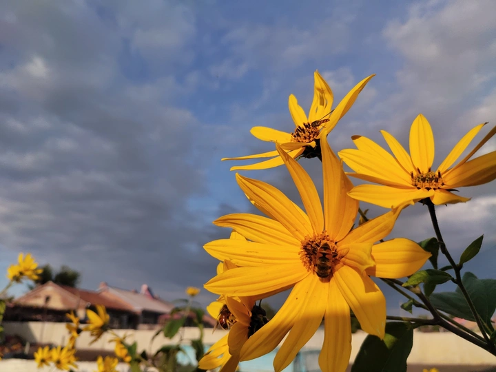 夏天家里的花