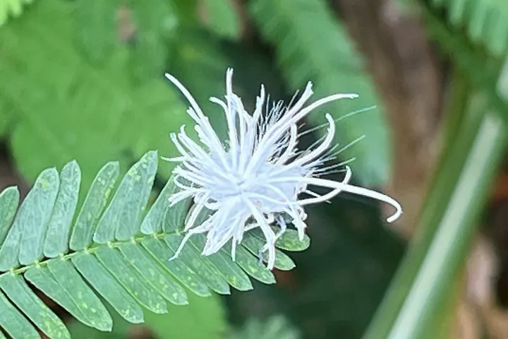 小精灵