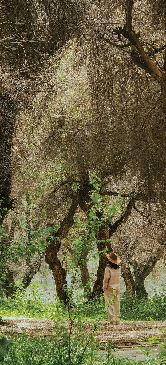 一位戴帽子女士沿着树木丛生的小径走下