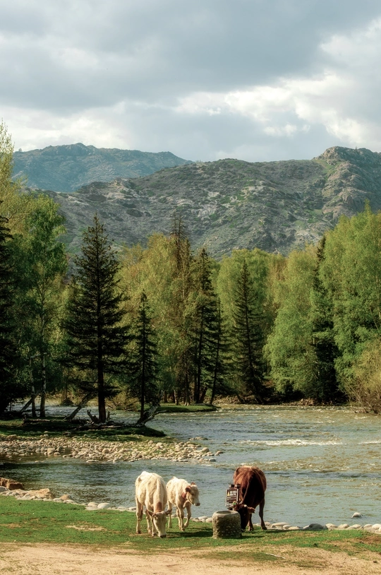 一些牛和马站在一个靠近水和树木的田野里 背景是山脉。