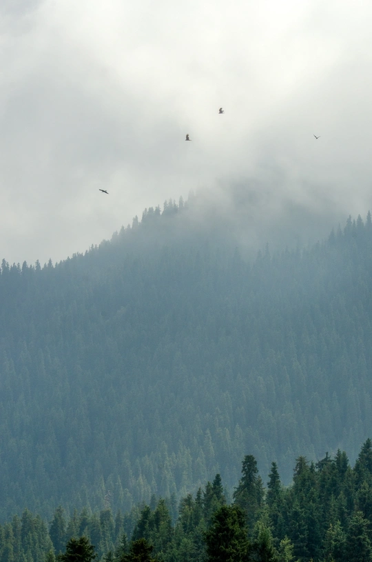 天空上飞翔的鸟儿 在树木丛生的森林上方。