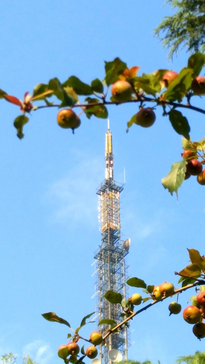 塔与果实