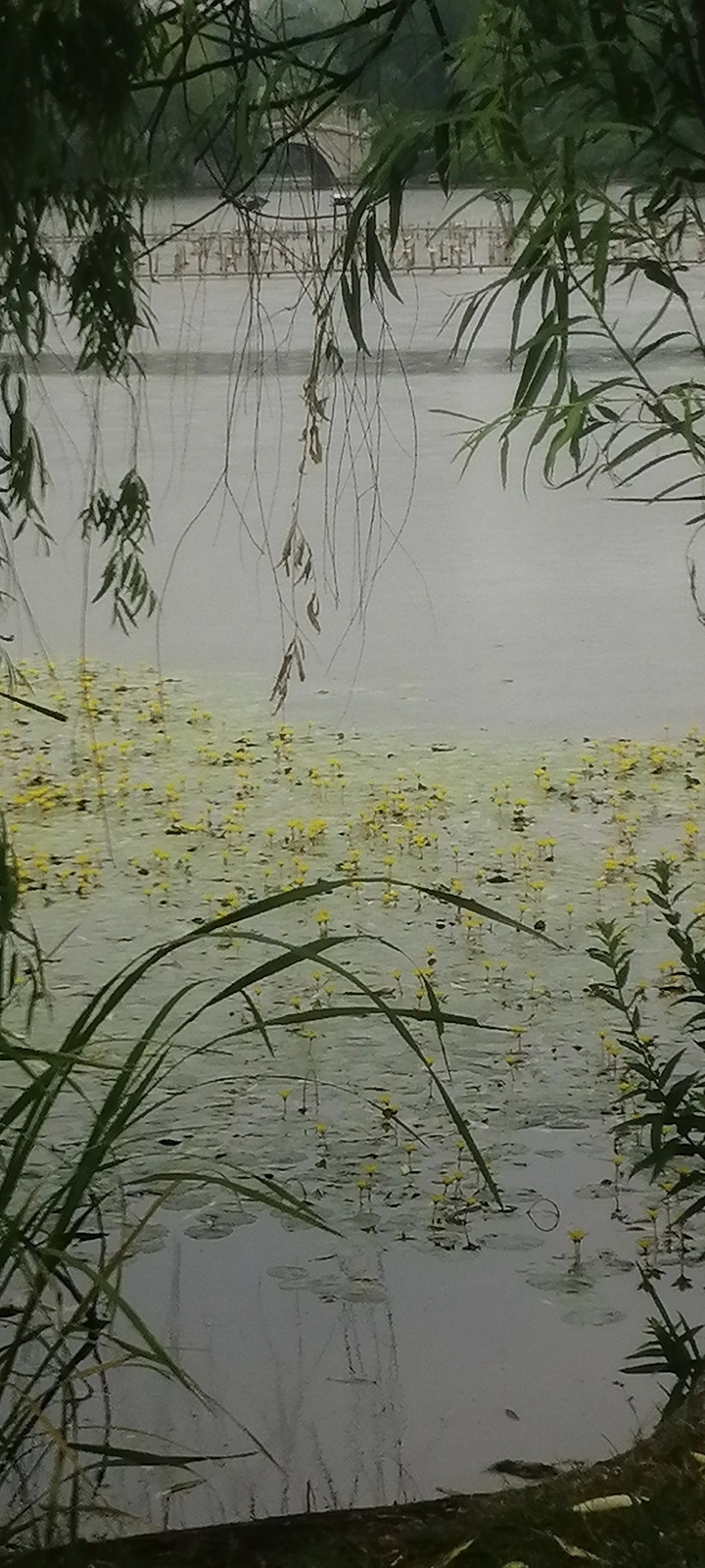 小雨