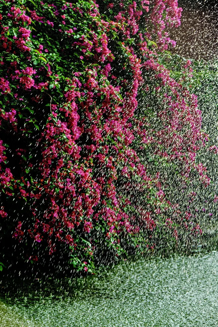 雨中花朵