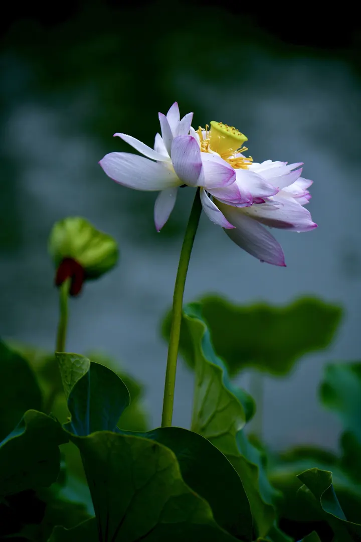 荷花