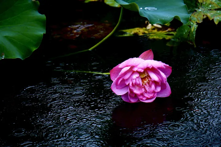 雨荷